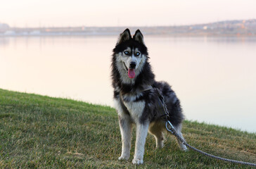 Beautiful dark husky dog