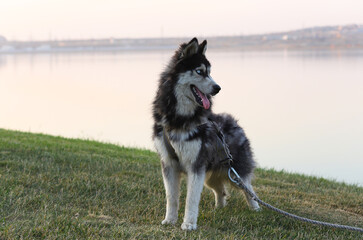 Beautiful dark husky dog