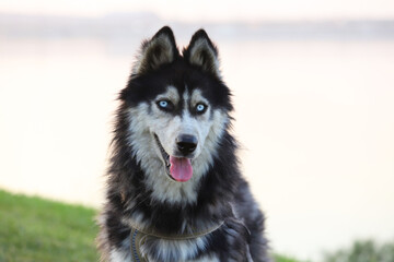 Beautiful dark husky dog