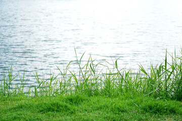 green grass and light hitting the water