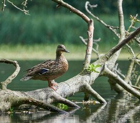 duck on the lake