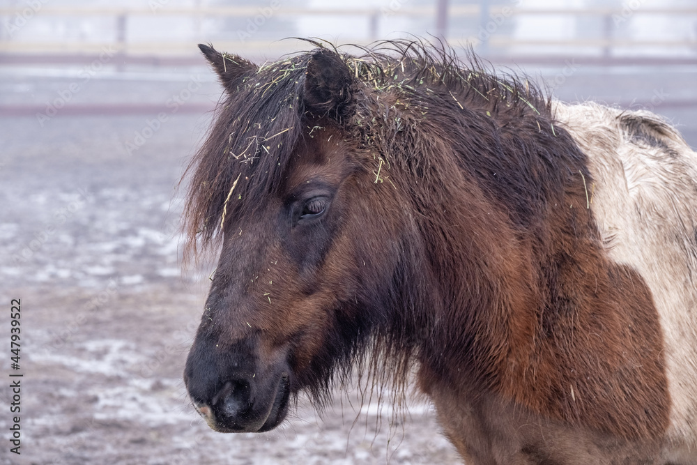 Sticker portrait of a horse