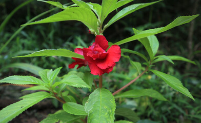 Close up of a red garden balsam or rose balsam flower in the garden