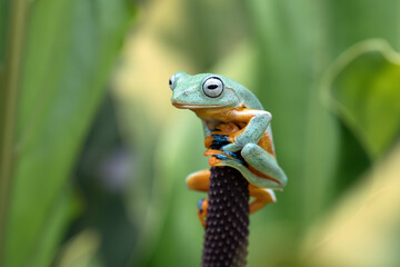 Black webbed tree frog hanging on a leaf