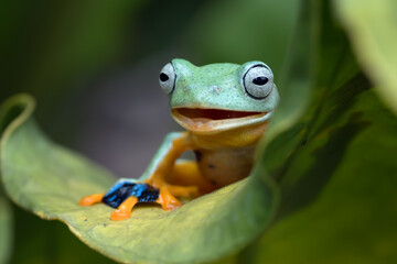 Black webbed tree frog hanging on a leaf