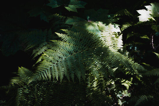 fern