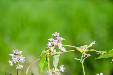 自生のガガイモの花