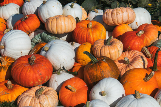 pile of pumpkins on a farm