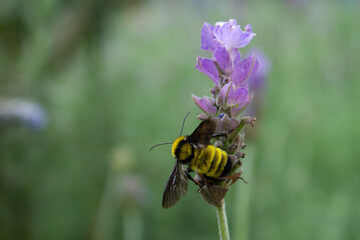 Abeja sobre flor en su nectar