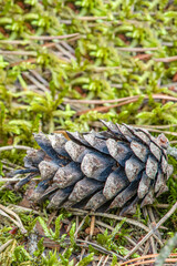 A pine cone in the forest, a dry cone lies on the ground against a background of moss and pine needles