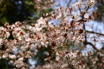 Flor del Almendro