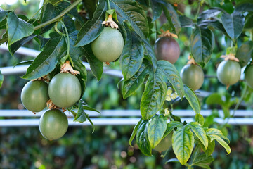 Two green passion fruits amount leaves on vine