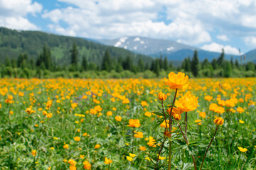 Orange flowers in a field with a mountain in the background