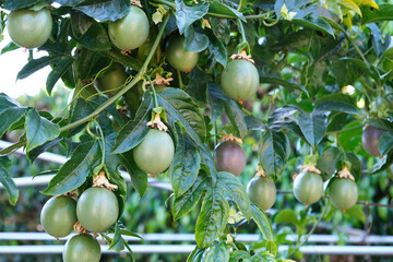 Many green and purple passion fruits on the vine, healthy living, fresh.