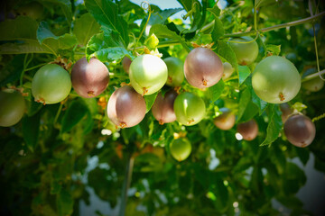 Several passion fruits hanging on the vine under the shade and sun