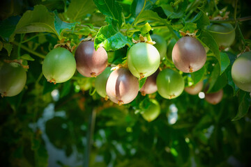 Several passion fruits hanging on the vine under the shade and sun.