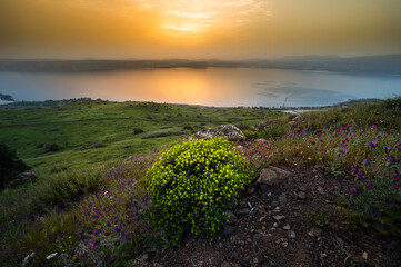 Peaceful orange sunset over the Sea of Galilee, with flower-covered hill slope in the foreground,...