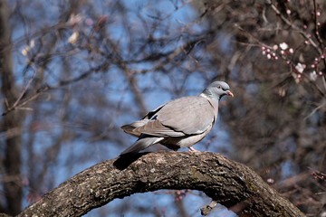 wild pigeon on the tree