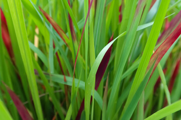green and red grass closeup 