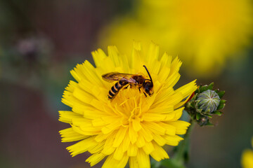 Eine Schwebfliege auf der Blüte eines Löwenzahns