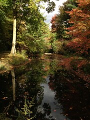 autumn in the forest
