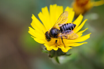 Nahaufnahme einer Biene auf einer Blüte beim Blütenstaub sammeln.