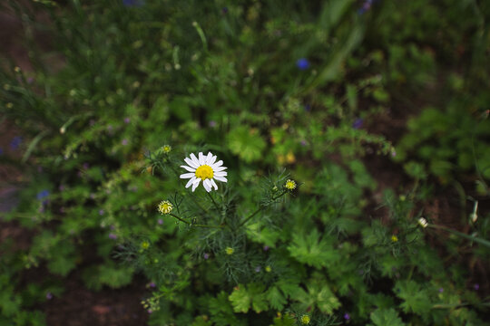 Small marguerite at the edge of the forest