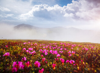 Captivating summer scene with flowering hills on a sunny day.