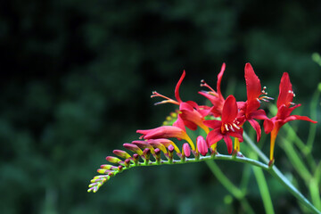 Obraz premium red and yellow flowers in the wild