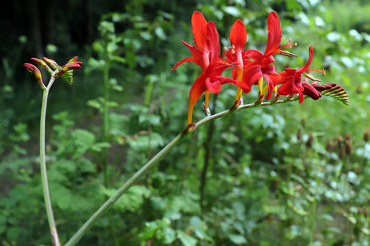 red flower in the wild