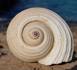 seashell on the beach 