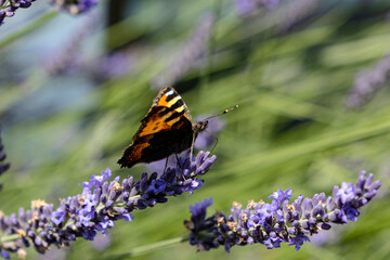 Lavendelnektar ist begehrt beim kleinen Fuchs
