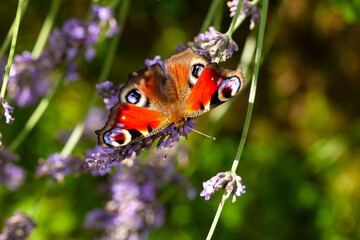 Mit langem Rüssel saugt der Schmetterling den Nektar auf © deraugenzeuge