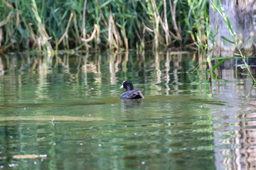 Ein Teichhuhn oder Blesshuhn auf einem Teich.