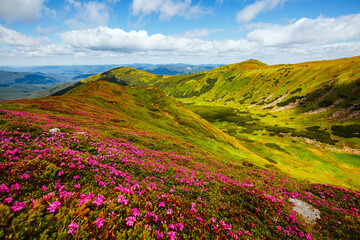 Naklejka na ściany i meble Captivating summer scene with flowering hills on a sunny day.