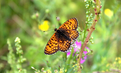 Fototapeta na wymiar Nymphalid butterfly in the grass