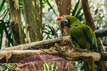 Green macaw enjoying a snack