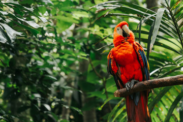 Scarlet macaw perched on a branch