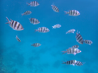 group of the scissortail sergeant or striptailed damselfish