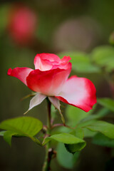 Portrait einer Rose mit rot weißen Blütenblätter.