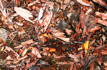 Abstract background of tree bark on the ground