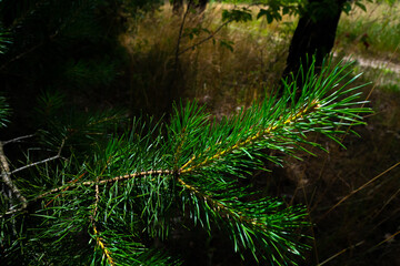 Pine tree branch on the sunlight summer forest.