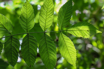 Fototapeta na wymiar Sonnenlicht durchdringt die grünen Blätter eines Baumes.