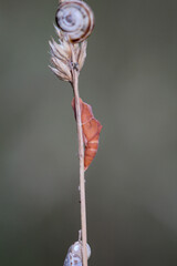 Die Puppe einer Schmetterlingsraupe an einem Grashalm.