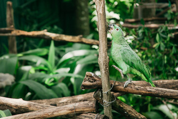 Green Parrot Perched on a Branch