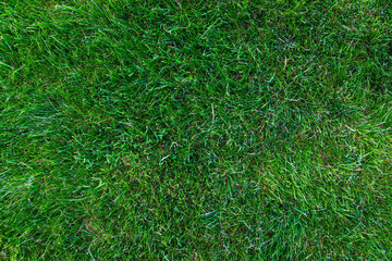 fresh green grass close-up