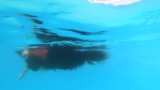 border collies first time swimming after surgery