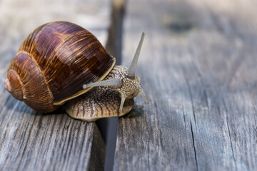Close-up of a garden snail sitting on grey wooden planks. Selective focus.