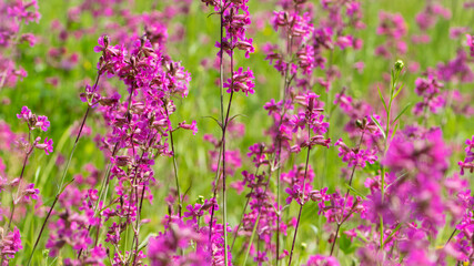Beautiful delicate purple flowers of Viscaria Vulgaris growing in the meadow in the summer close-up. selective focus, bokeh, blurred background. pink wildflower