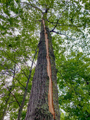 Lightening strike on tall tree showing tree bark damage
